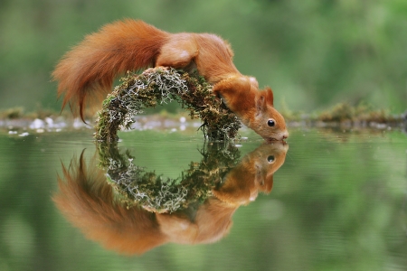 Squirrel - veverita, squirrel, watern, summer, reflection, julian rad, red, green, animal, orange, cute