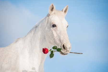 For you! - red, flower, horse, rose, mother, blue, white, valentine, day