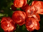 Orange Roses