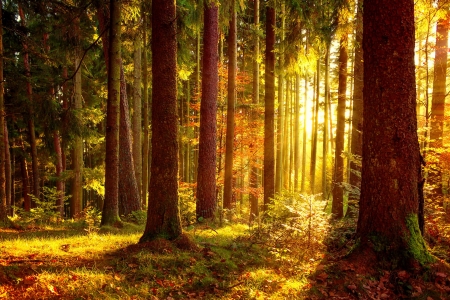 Sunlight in autumn forest - sunbeams, rays, autumn, sunlight, trees, foliage, glow, fall, forest, golden