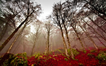 Autumn foliage in forest - autumn, fall, trees, forest, beautiful, leaves, foliage