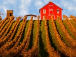 Red Barn In Autumn Vineyards