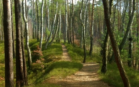 Forest - birches, forest, path, trees