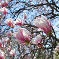 Magnolia