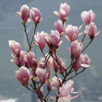 Magnolia