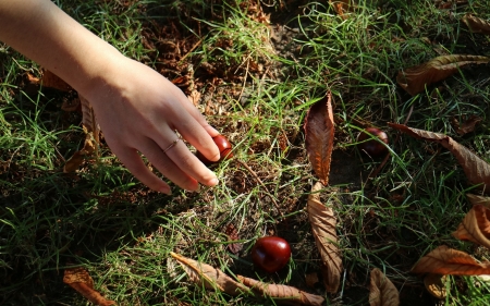 Conkers - conkers, grass, hand, autumn