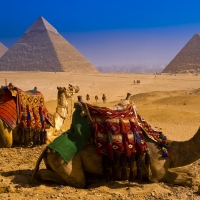 Camels near Great Pyramids of Giza