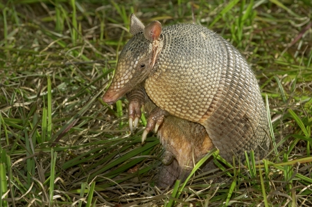 armadillo - armadillo, grass, animal, anteater