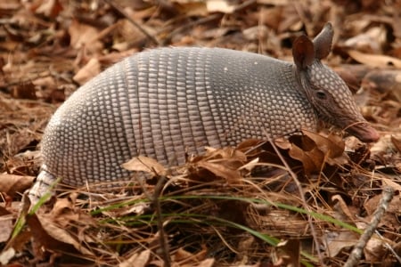 armadillo - armadillo, grass, animal, anteater