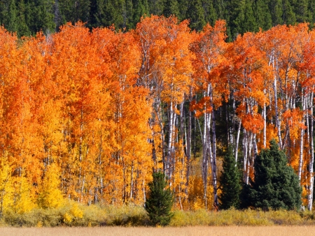 Autumn Forest - nature, autumn, trees, forest, birch, field