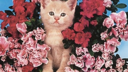 Kitten With Flowers - cat, animal, flowers, cute, kitten