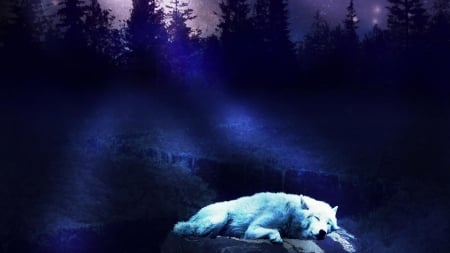 Sleeping in Moonlight - trees, animal, forest, sleeping, moonlight, wolves