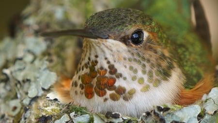 Hummingbird - skin, humming-bird, colibri, bird, pasare