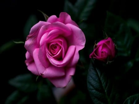 bloom and bud - roses, bloom, black, bud