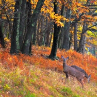 Two White Tail Deer Autumn In Virginia U.S.A.