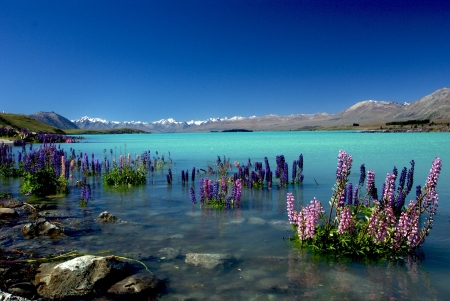 Flowers in Lake Tekapo, NZ - New Zealand, Lakes, Nature, Flowers