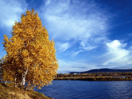 Autumn Trees on Shore - autumn, trees, landscape, mountains, shoue, nature, clouds, river, birch