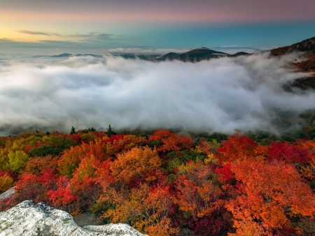 Autumn Forest, North Carolina,USA - nature, autumn, trees, forest, fog, mountains, stones, usa