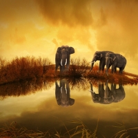 Thailand elephants