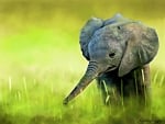 CUTE BABY ELEPHANT