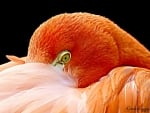 FRACTAL FLAMINGO