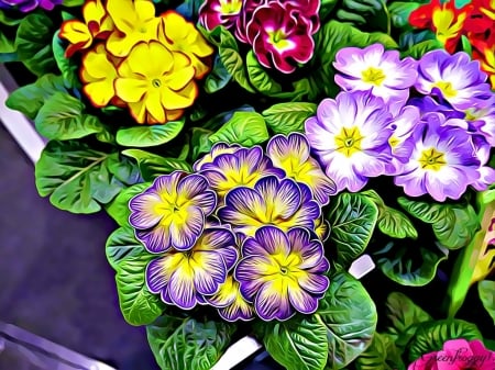 PRIMULA MIX - flowers, primula, fractal, abstract