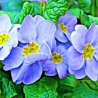 BLUE PRIMULAS