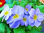 BLUE PRIMULAS