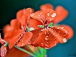 GERANIUM FLOWER