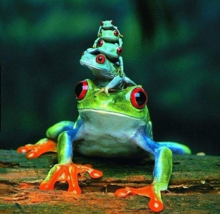 Frogs - baby, frog, amphibian, animal, pyramid, green, cute