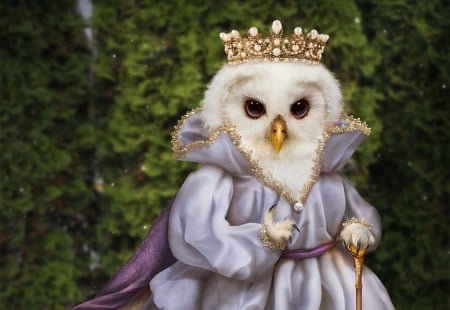 Mrs Owl by kosolap - pink, cute, kosolap, mrs owl, white, fantasy, lady, crown, bufnita, queen, green