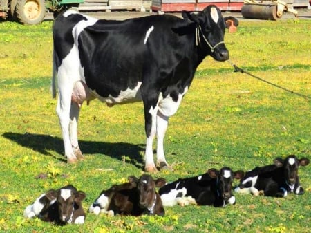 One gallon and four pints - four, white, cows, black