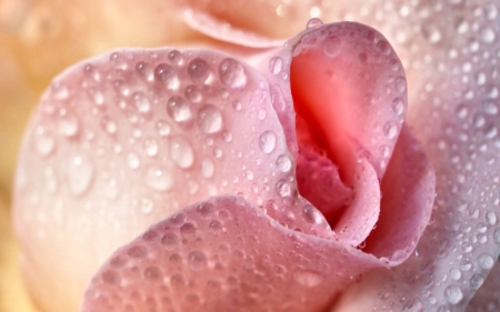 Water Drops on Pink Rose - wide screen, flower, rose, beauty, beautiful, photo, love, romance, photography, floral