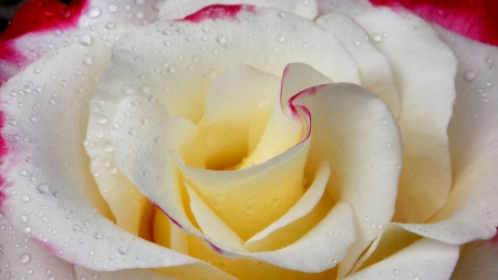 Closeup Rose - beautiful, photography, beauty, romance, photo, love, flower, wide screen, Rose, floral