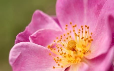 Wild Rose Macro - wide screen, flower, rose, beauty, beautiful, photo, love, romance, photography, floral