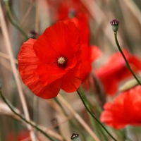 Red Poppy Flowers