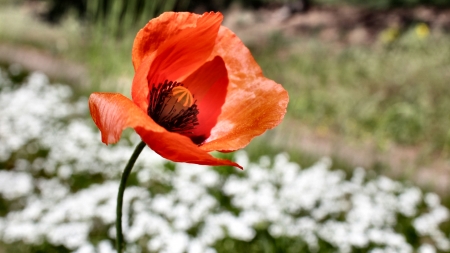 Poppy Flower