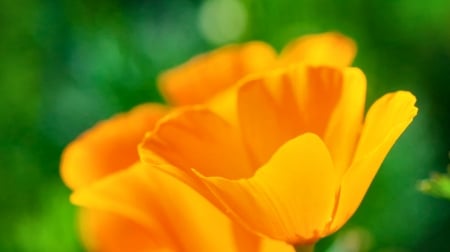 Golden Poppies F - poppies, beautiful, photography, beauty, romance, photo, love, flower, wide screen, floral