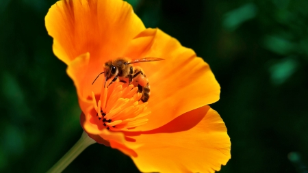 Bee on California Poppy