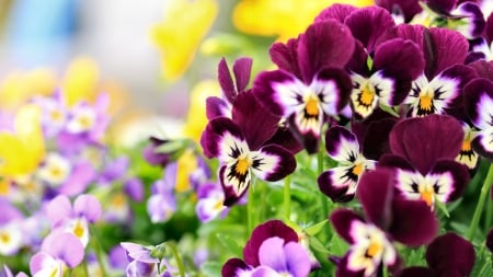 Pansie Flowers FC - love, wide screen, beauty, photography, pansies, floral, beautiful, romance, photo, flower