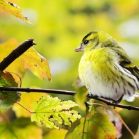 Yellow Autumn Bird