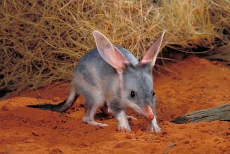 bilby - australian, animal, bilby, grass