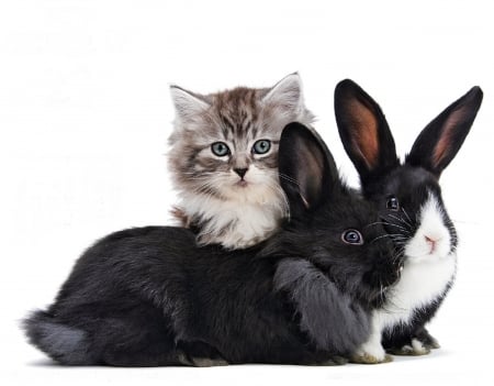 Bunnies and kitten