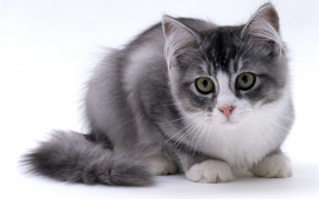 Kitten - pet, grey, animal, pisica, kitten, paw, cute, cat