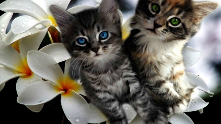 Kittens Plumeria - flowers, animal, kittens, plumeria, cute, cat