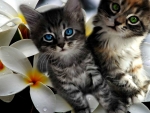 Kittens Plumeria