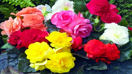 Colorful Bouquet - nature, roses, colorful, bouquet, flowers