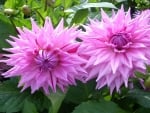 Pink Dahlias