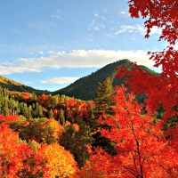 Maple Pine Trees Aspen In Utah