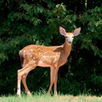 Deer